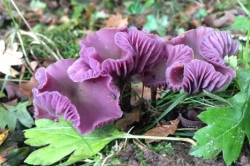 Amethyst Deceiver