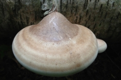 Birch Polypore