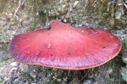 Beefsteak Fungus