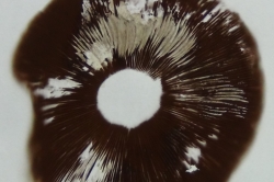 Spore Print