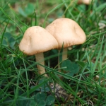 Warwickshire, Leamington Spa Summer Foraging Course