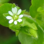 Warwickshire, Leamington Spa Spring Foraging Course