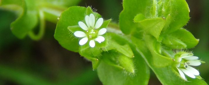 Warwickshire, Leamington Spa Spring Foraging Course