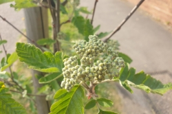 Flower Buds