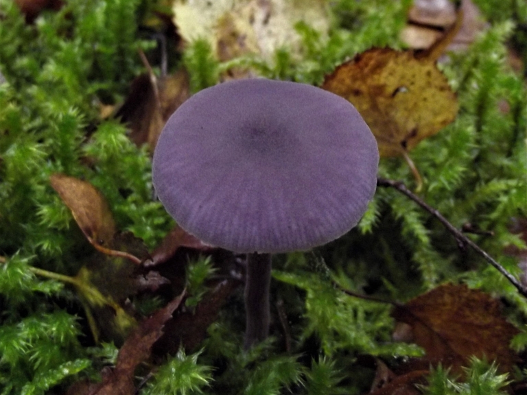Amethyst Deceiver