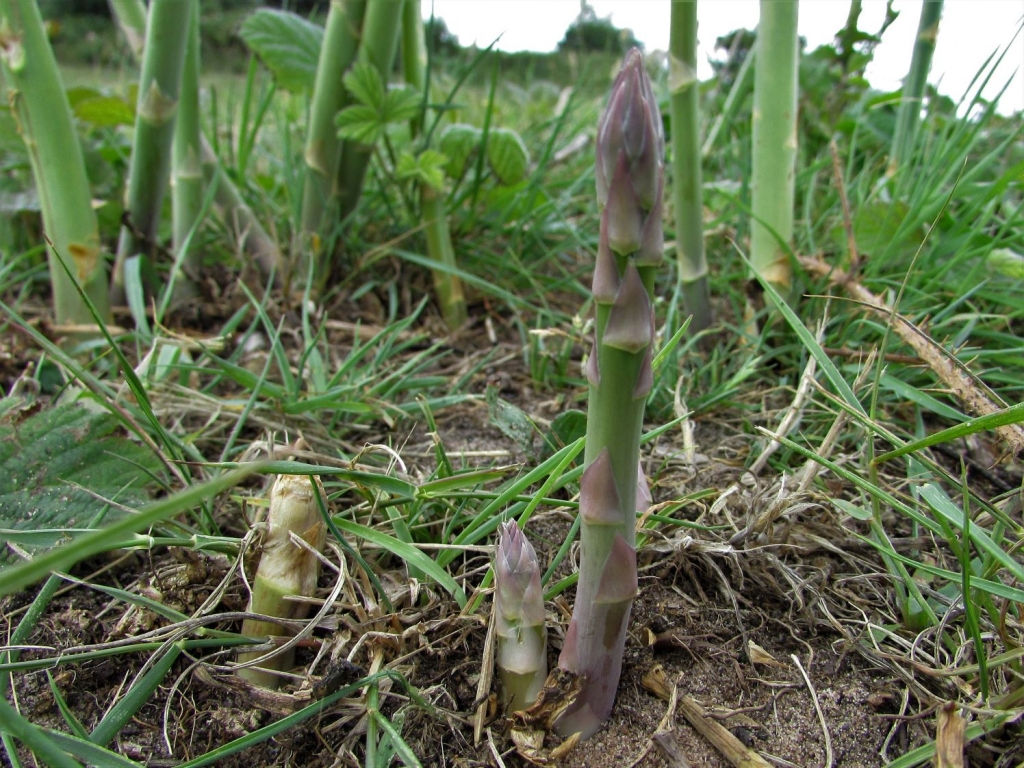 Morels with Asparagus and Garlic Crumbs
