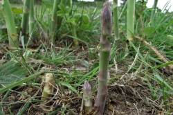 Asparagus