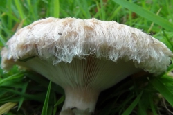 Bearded Milkcap