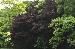 Beech Tree