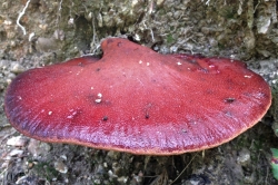 Fruiting Body