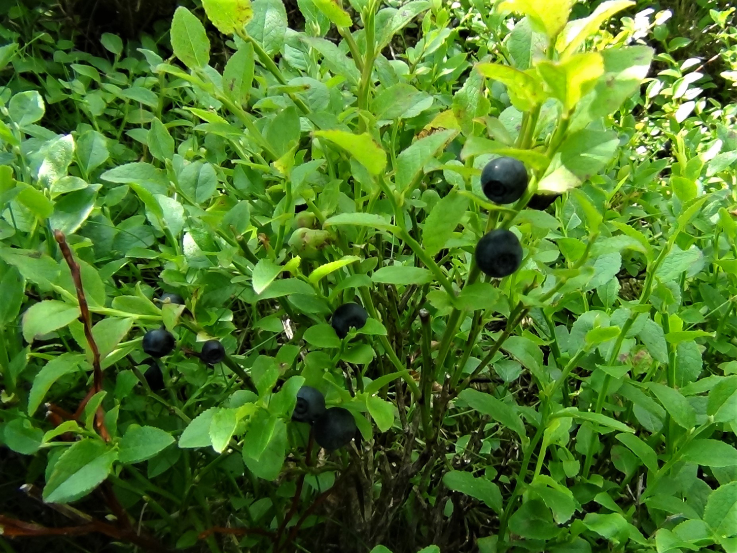 Bilberry deals