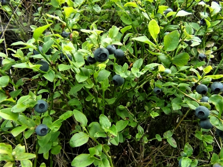 Bilberry, Blaeberry, Whortleberry, Whinberry, Windberry, Myrtle Berry, Vaccinium myrtillus