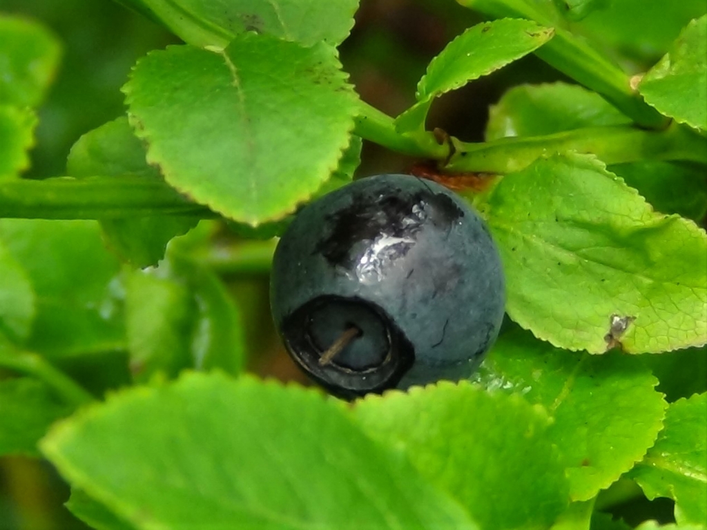 Bilberry, Blaeberry, Whortleberry, Whinberry, Windberry, Myrtle Berry