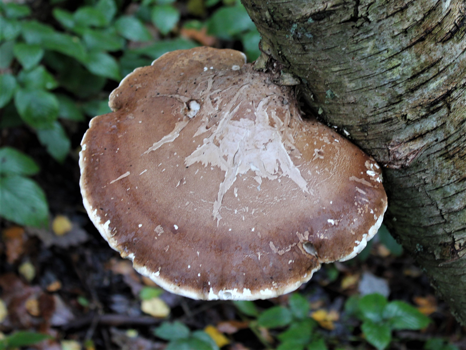 White Birch Bark, Unique Natural Piece with Polypors, Approximately 24 –  Bring Outdoors Indoors