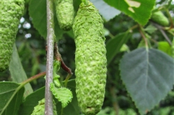 Female Flowers