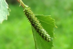 Male Flowers