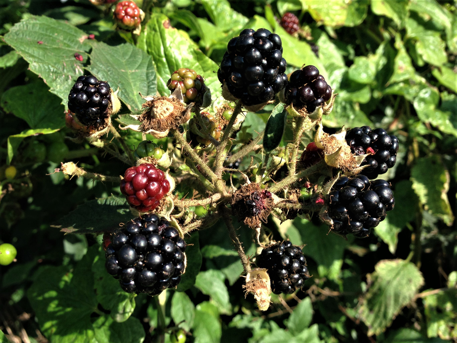 Shrubby Blackberry - Brameberry - Brambleberry - Wild Blackberry