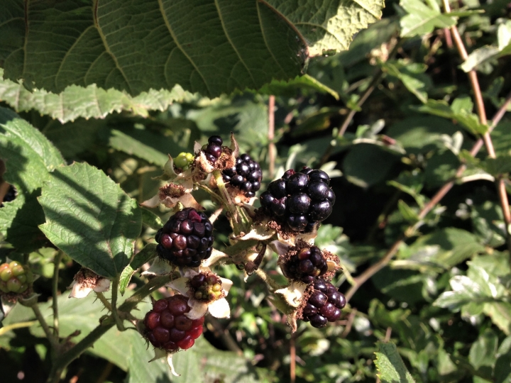 Bramble - Wild Food UK