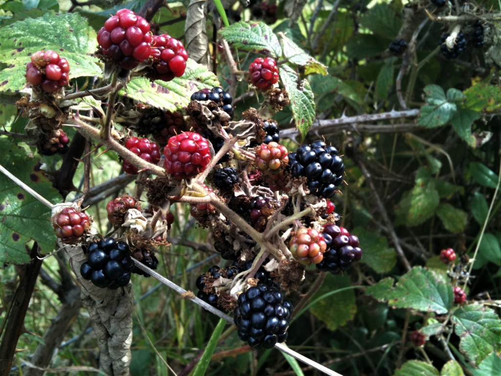 Bramble, Blackberry, Rubus fruticosus