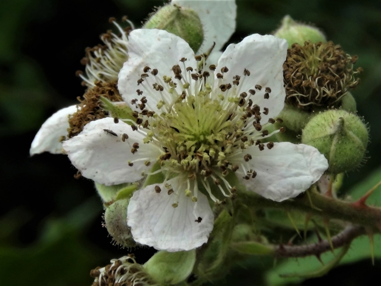 Bramble, Blackberry, Rubus fruticosus
