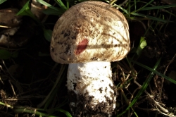 Blushing Wood Mushroom