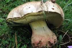 Rooting Bolete