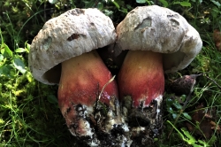 Bitter Beech Bolete