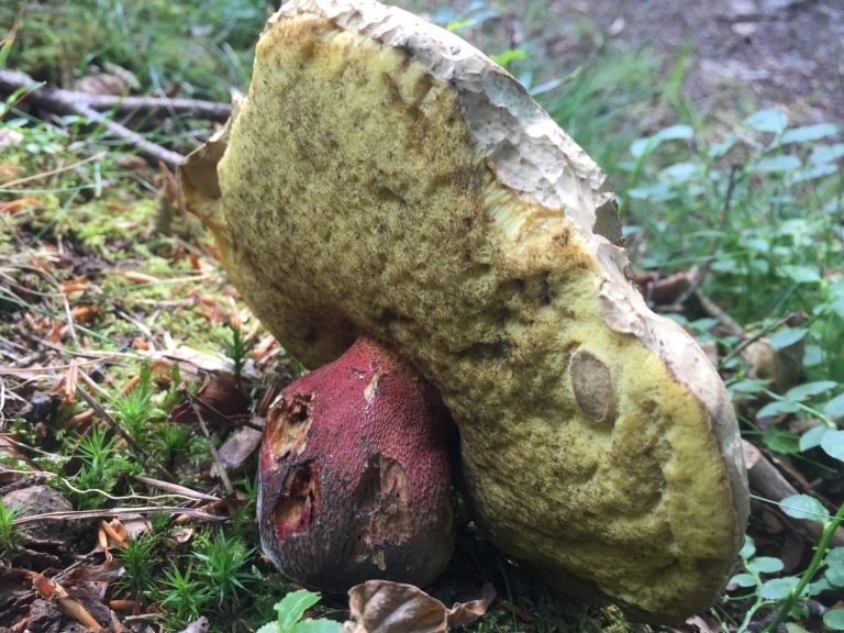 Bitter Beech Bolete