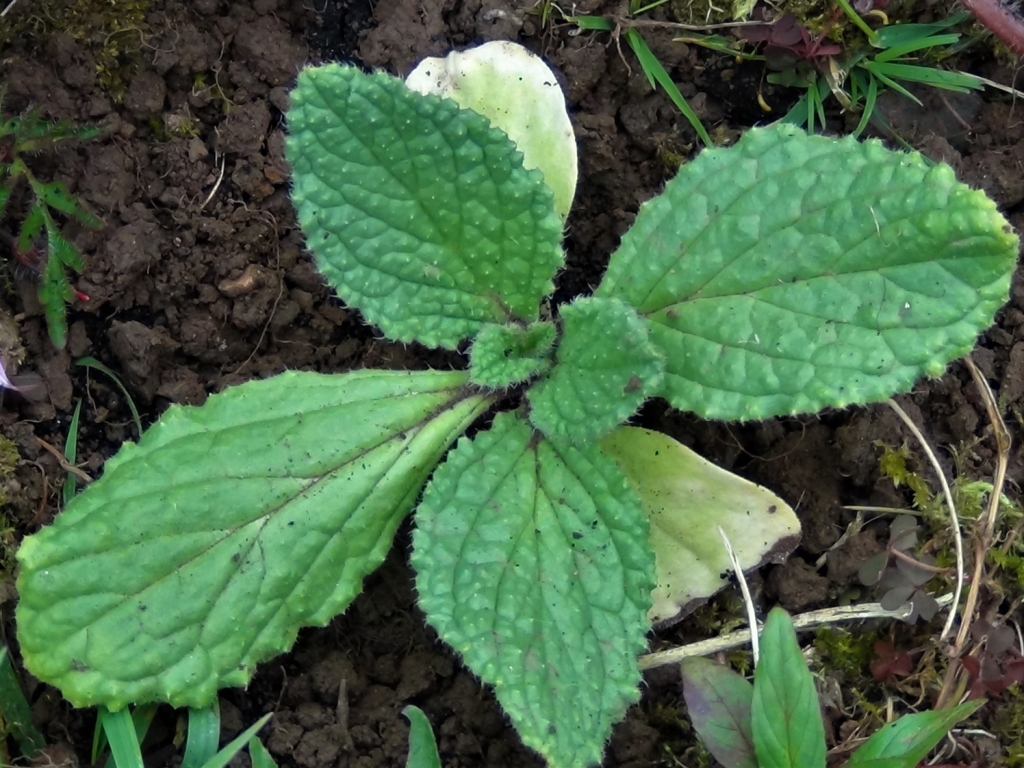 Borage, Starflower, Borago officinalis