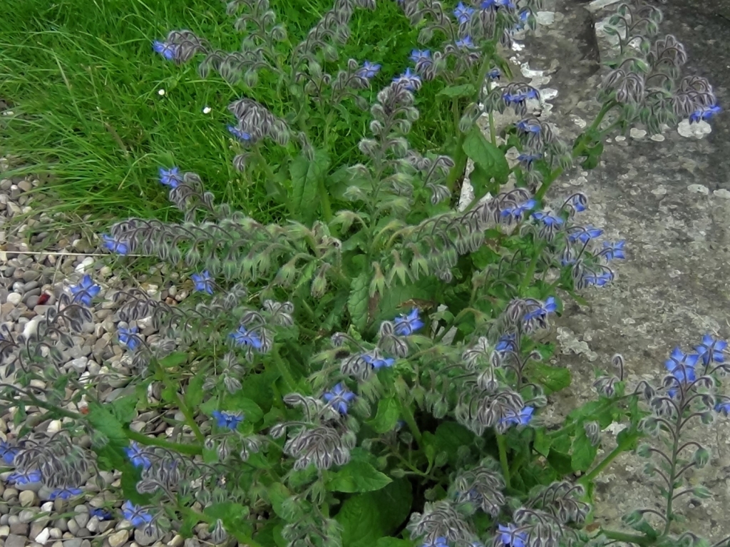 Borage, Starflower, Borago officinalis