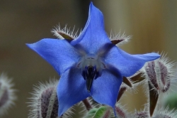 Borage