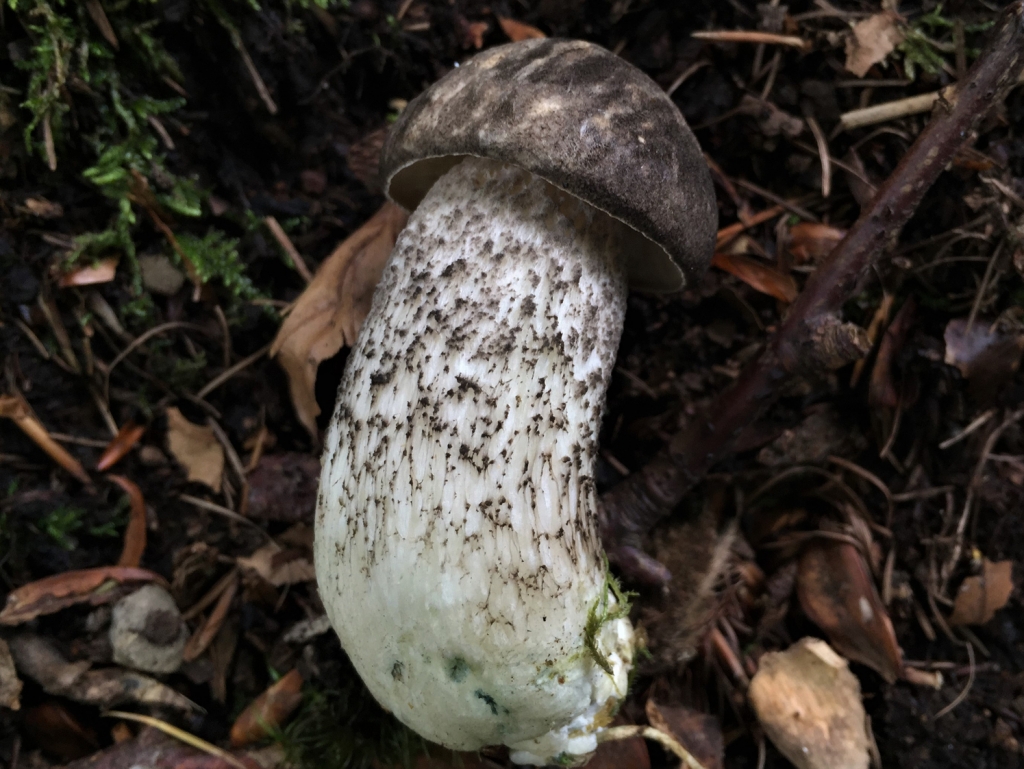 Brown Birch Bolete