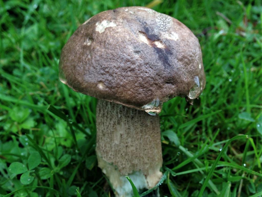 Brown Birch Bolete