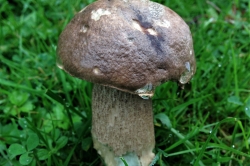 Brown Birch Bolete