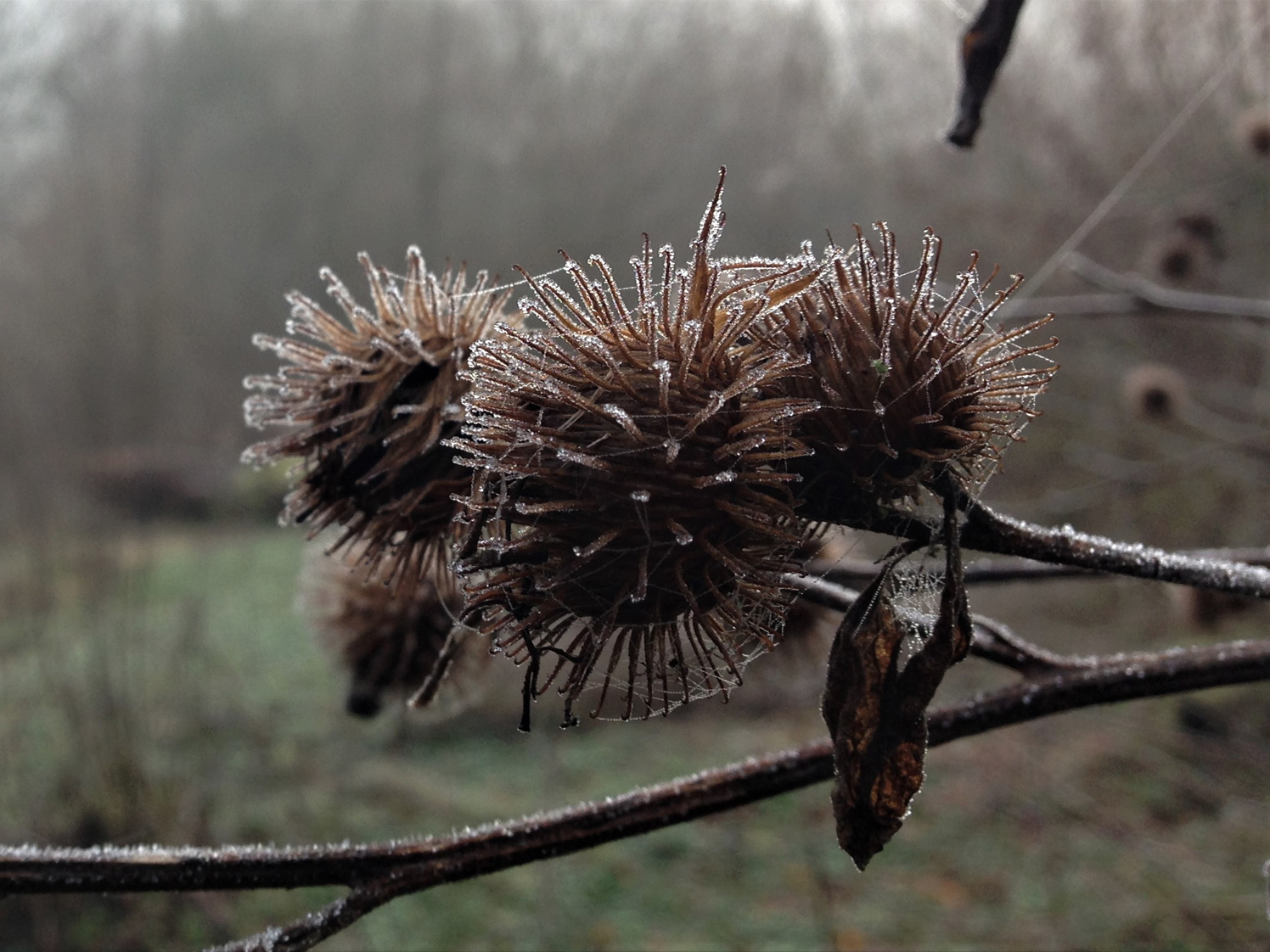 Burdock, an invasive weed with sticky burs, has many uses.