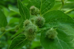 Burdock