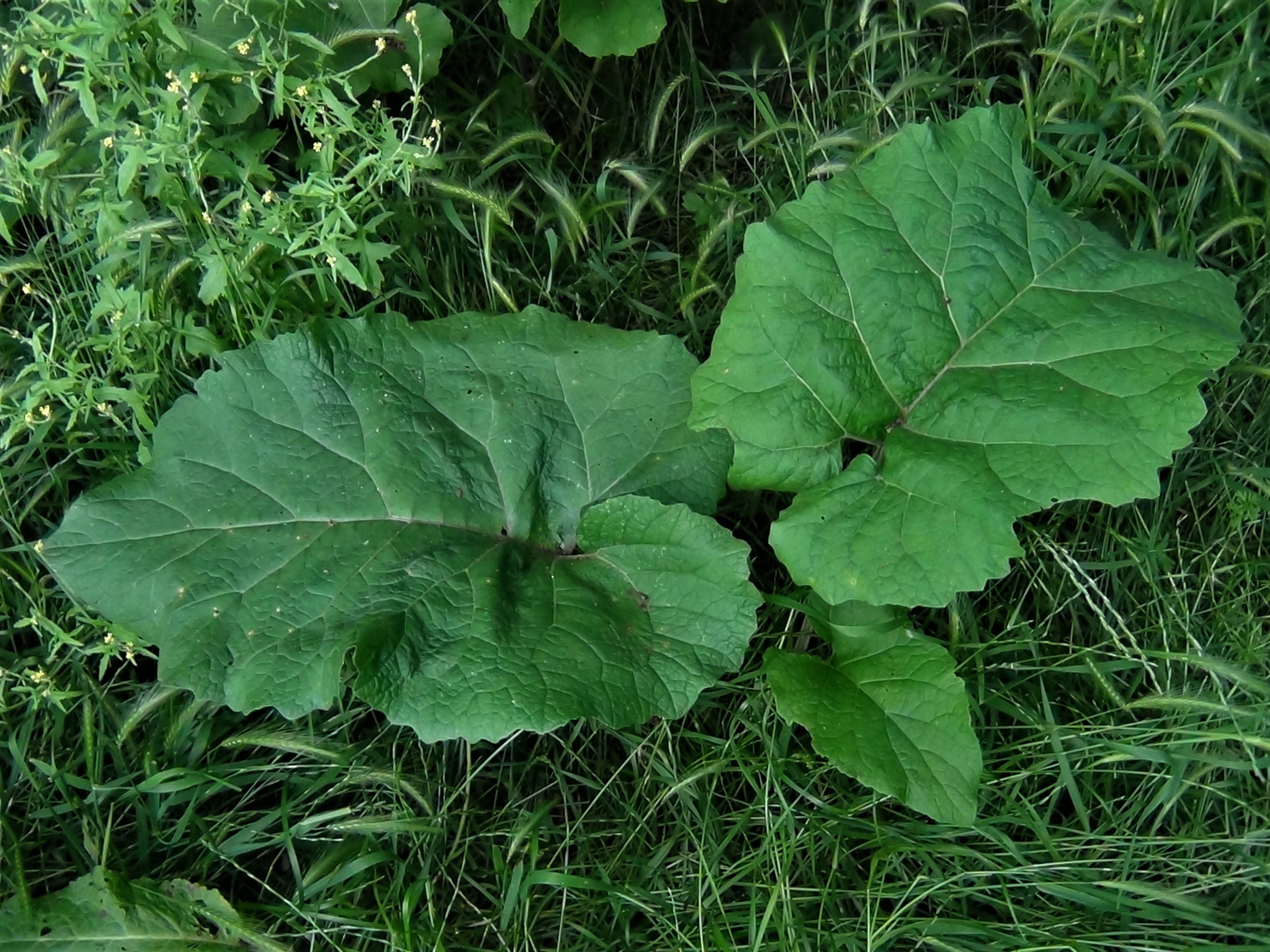 Image of Burdock leaf