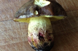 Oak Bolete