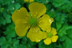 Buttercups