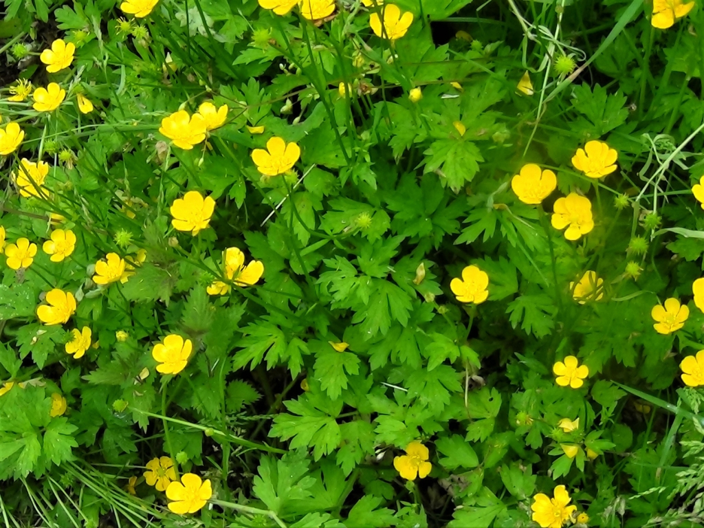 buttercup flower diagram