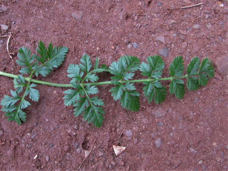 Wild Carrot, Daucus carota