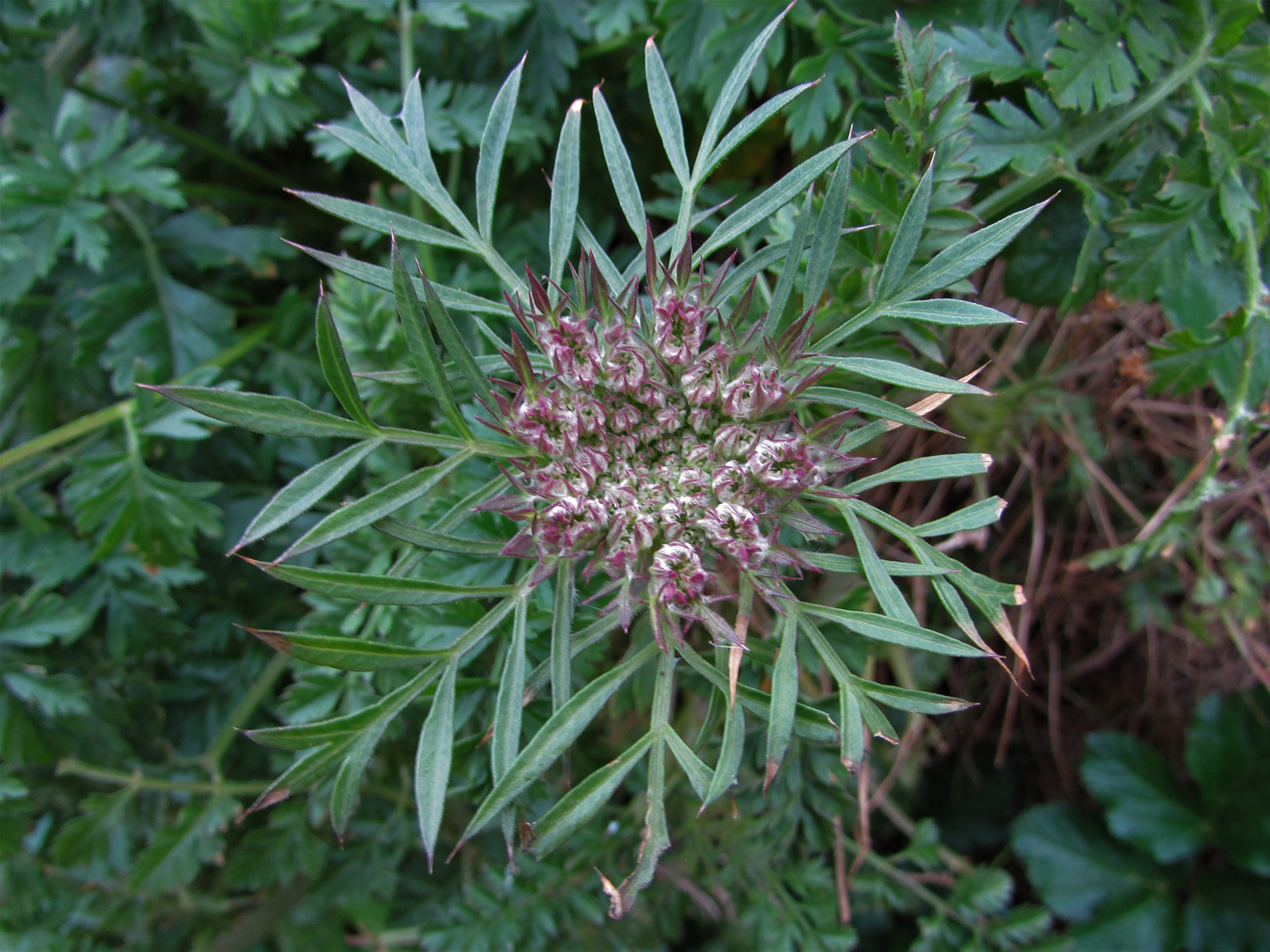 Queen Anne's Lace - How to Use Foraged Wild Carrots