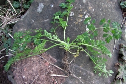 Wild Carrot