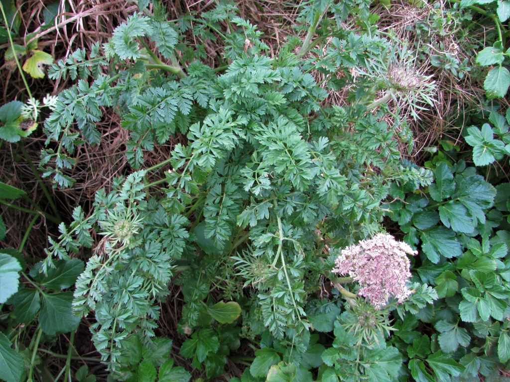 Wild Carrot, Daucus carota