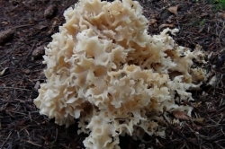 Wood Cauliflower