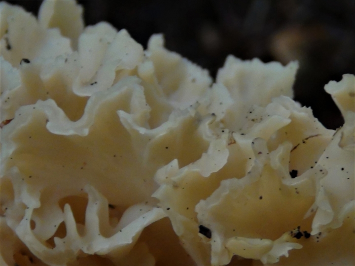 Cauliflower Fungus