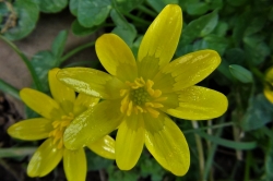 Lesser Celandine