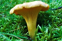 Chanterelle