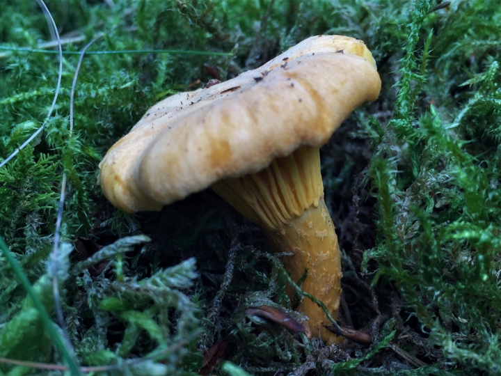 Chanterelle