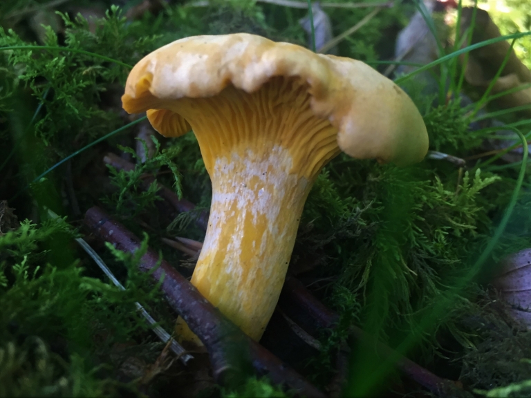 Chanterelle